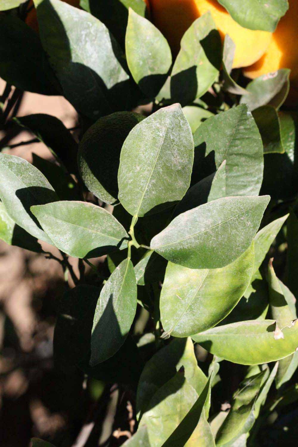              Sun leaves (Riverside, CA)       